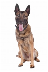 Belgian Shepherd - Malinois