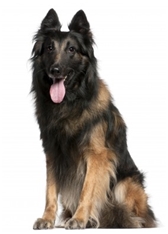 Belgian Shepherd - Tervuren