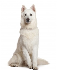 White Swiss Shepherd Dog (Berger Blanc Suisse)