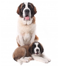 Saint Bernard Dog - Longhaired (Alpine Mastiff) (St. Bernhardshund)