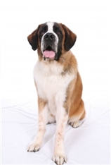 Saint Bernard Dog - Shorthaired (Alpine Mastiff) (St. Bernhardshund)