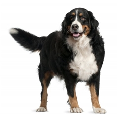 Bernese Mountain Dog (Berner Sennenhund)