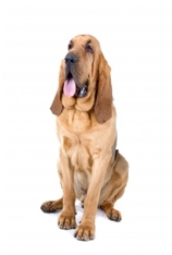 Bloodhound (St. Hubert Hound) (Chien de Saint-Hubert)