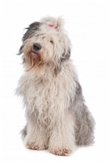 Old English Sheepdog (Bobtail)