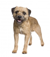Border Terrier