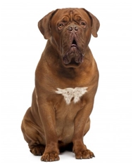 Dogue de Bordeaux (Bordeaux Mastiff) (French Mastiff)