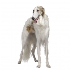 Borzoi