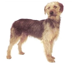 Bosnian coarse-haired Hound - called Barak (Bosanski Ostrodlaki Gonic Barak)