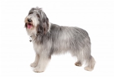 Bearded Collie (Beardie)