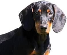 Austrian Black and Tan Hound (Brandlbracke)