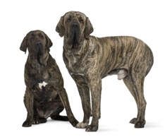 Brazilian Mastiff (Fila Brasileiro)