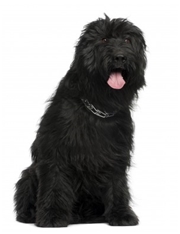 Briard