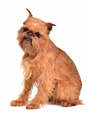 Brussels Griffon (Griffon Bruxellois)