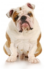 English Bulldog