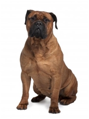 Bullmastiff