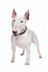 Miniature Bull Terrier (English Bull Terrier)