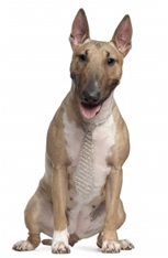 Bull Terrier (English Bull Terrier)