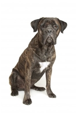 Cane Corso Mastiff (Italian Mastiff) (Italian Corso Dog)