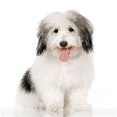 Coton de Tulear
