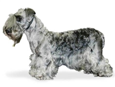 Cesky Terrier (Bohemian Terrier)
