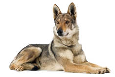 Czeslovakian Wolfdog (Ceskoslovenský Vlcak)