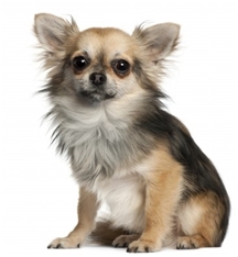Chihuahua - Long coat