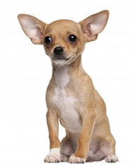 Chihuaha - Short coat