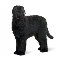 Black Russian Terrier