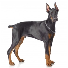 Dobermann (Doberman Pinscher)