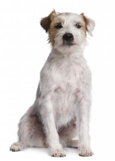 Parson Rusell Terrier - Rough