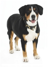 Entlebuch Cattle Dog (Entelbuch Mountain Dog) (Entlebucher Sennenhund)