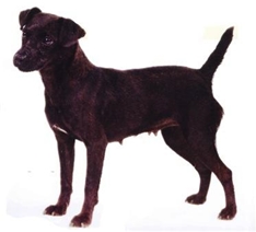 Patterdale Terrier (Black Fell Terrier )