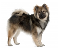 Eurasian (Eurasier)