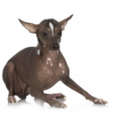 Peruvian Hairless Dog (Perro sin pelo del Perú) (Peruvian Inca Orchid Dog)