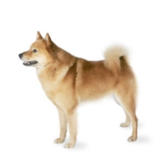 Finnish Spitz (Finsk Spets)