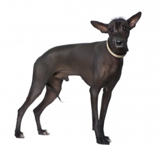 Peruvian Hairless Dog (Perro sin pelo del Perú) (Peruvian Inca Orchid Dog)