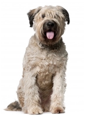 Flanders Cattle Dog (Bouvier des Flandres)