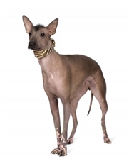 Peruvian Hairless Dog (Perro sin pelo del Perú) (Peruvian Inca Orchid Dog)