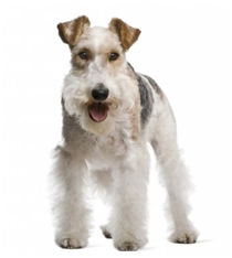 Fox terrier - Wire