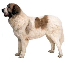 Pyrenean Mastiff (Mastín del Pirineo)