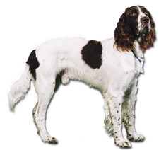 French Spaniel (Epagneul Français)