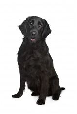 Flat-Coated Retriever