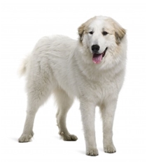 Great Pyrenees (Pyrenean Mountain Dog) (Chien des Pyrenees)