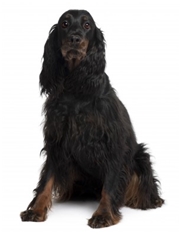 Gordon Setter