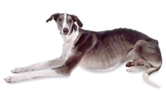 Polish Greyhound (Chart Polski)