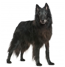 Greenland Dog (Gronlandshund)