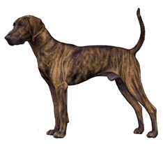 Hanoverian Scenthound (Hanoverian Mountain Hound) (Hannoverscher Schweisshund)