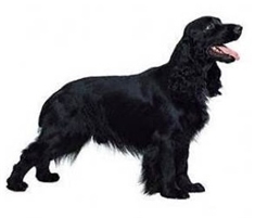 Field Spaniel