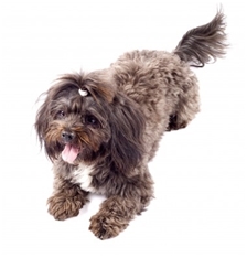 Havanese (Bichon Havanais)