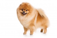 Pomeranian (Zwerspitz)